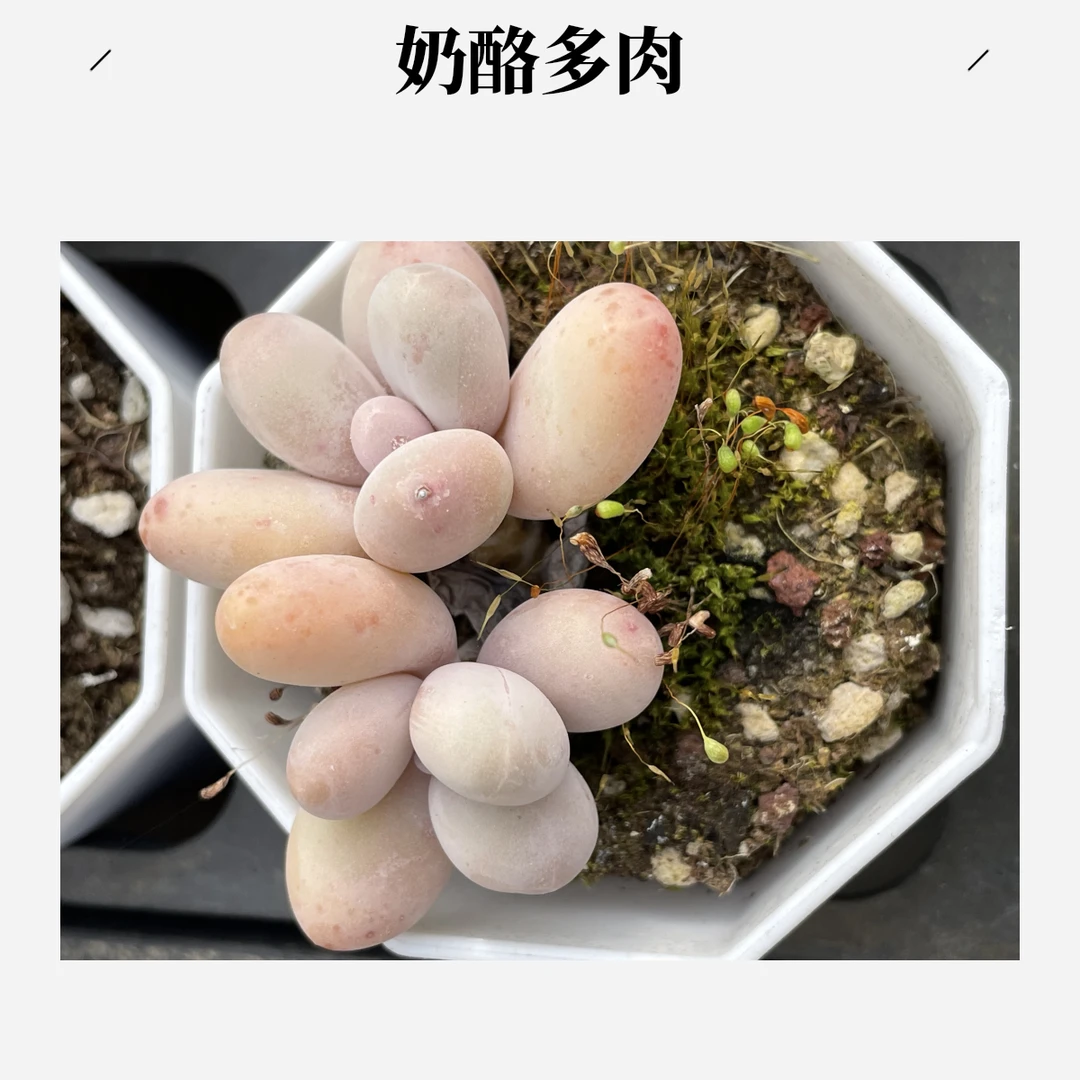 奶酪 实物以直播间为准非偏远满20包邮