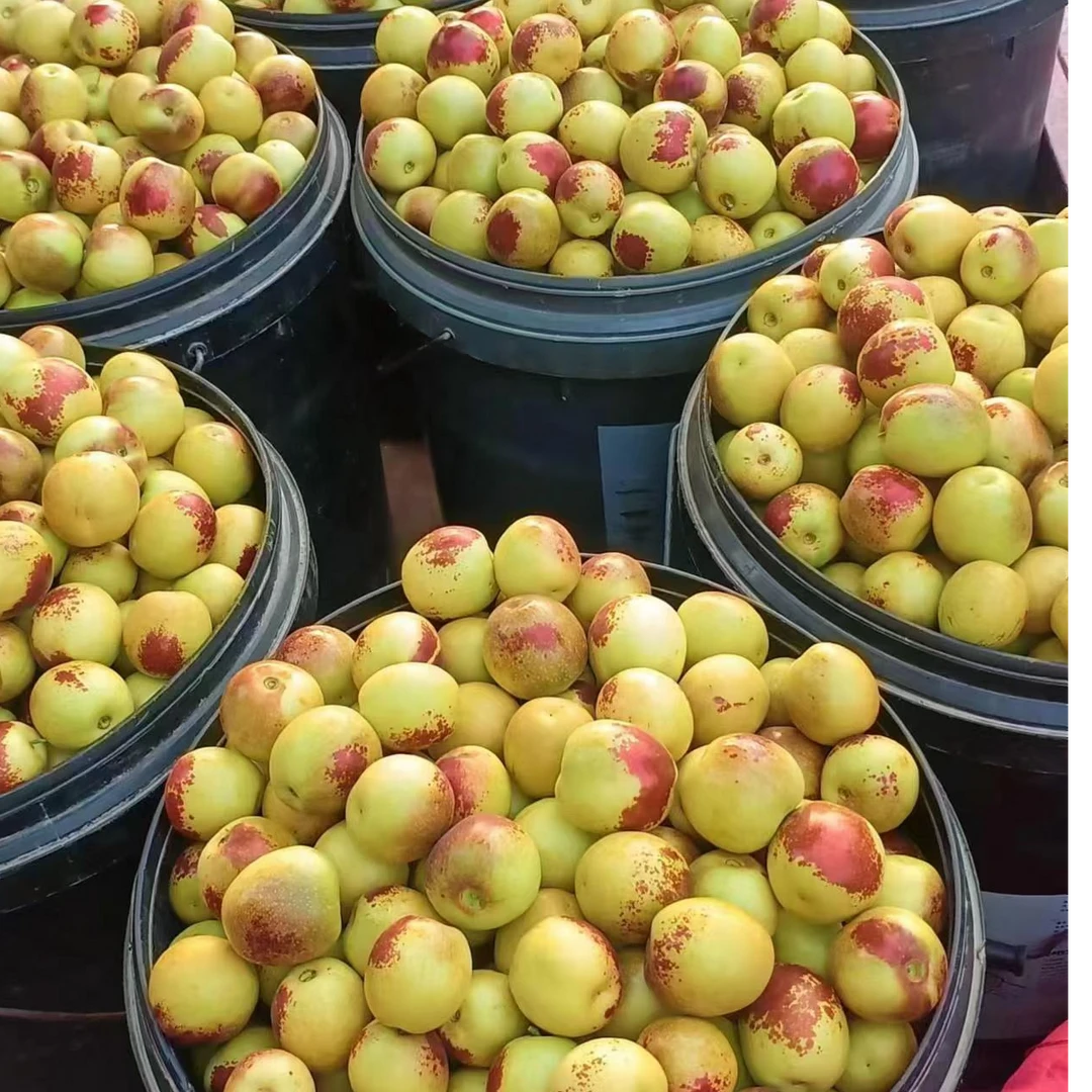 陕西大荔冬枣原产地发货新鲜采摘当季水果脆甜爽口核小无渣