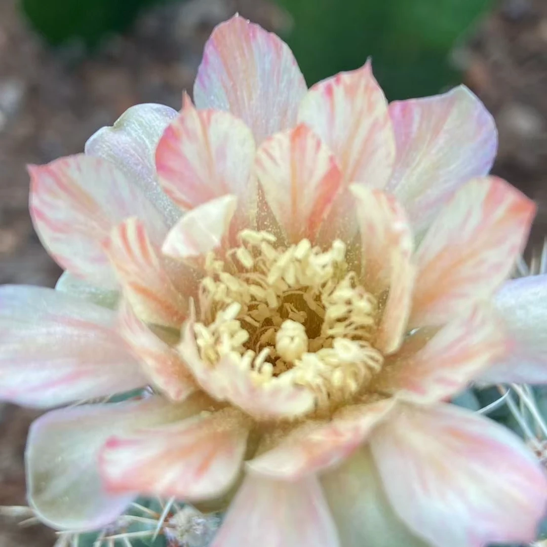 仙人球一物一拍链接