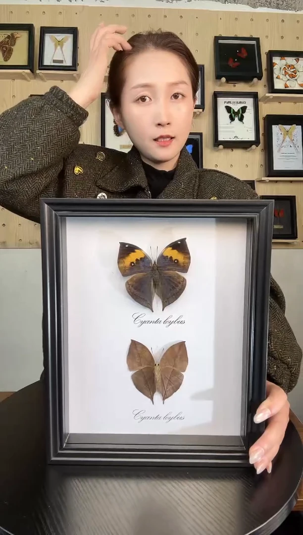 枯叶蛱蝶（蝴蝶装饰画10寸框）