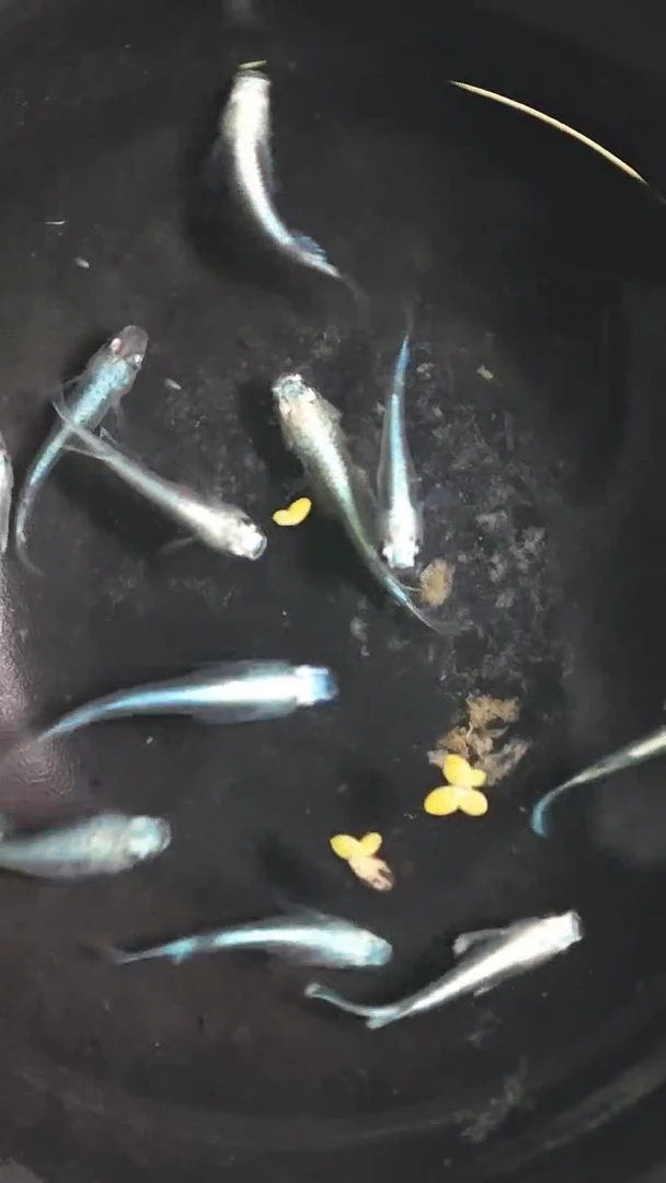 青鳉鱼观背青鳉06