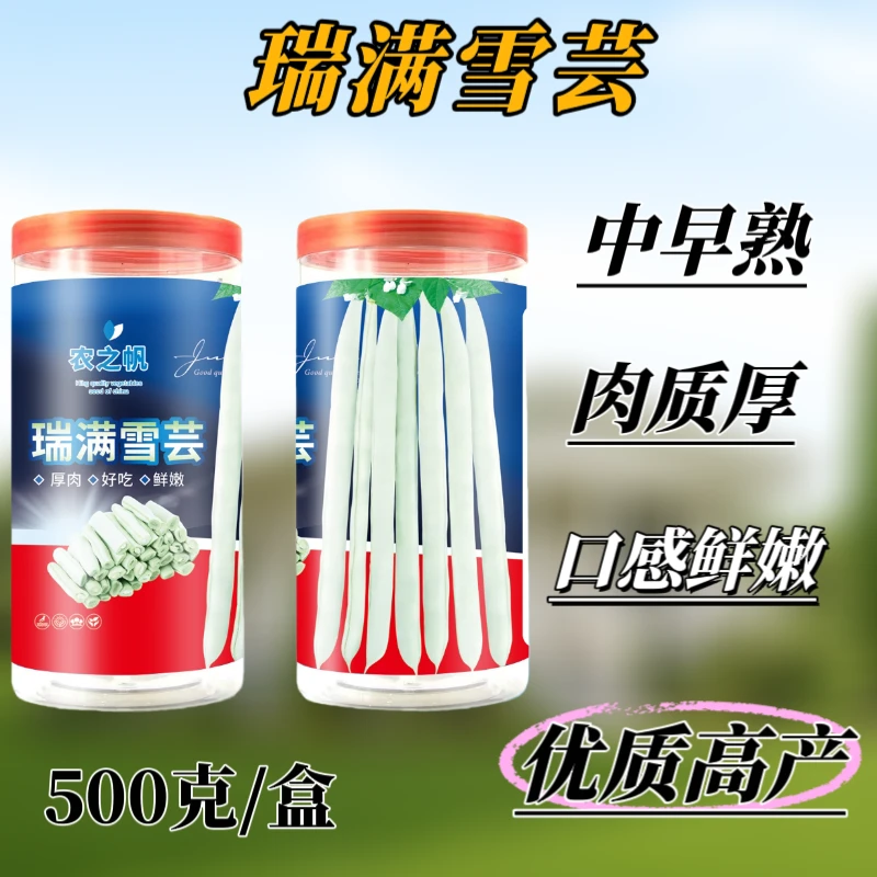 瑞满雪芸，白条架豆种子，中早熟，荚长25-28厘米左右,圆形略扁粗