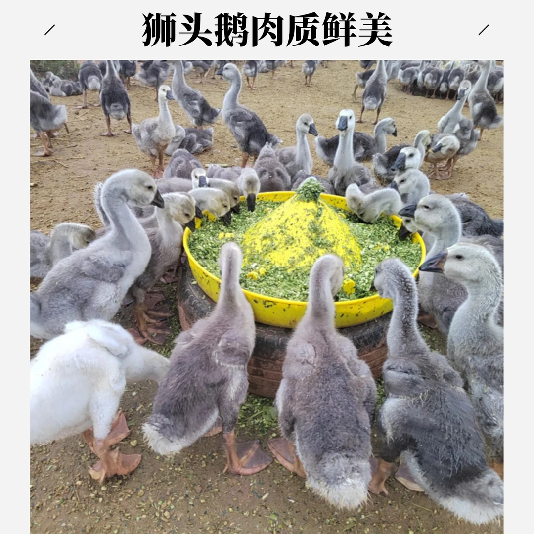 1斤左右狮头E（灰色）生鲜味美 包邮到家