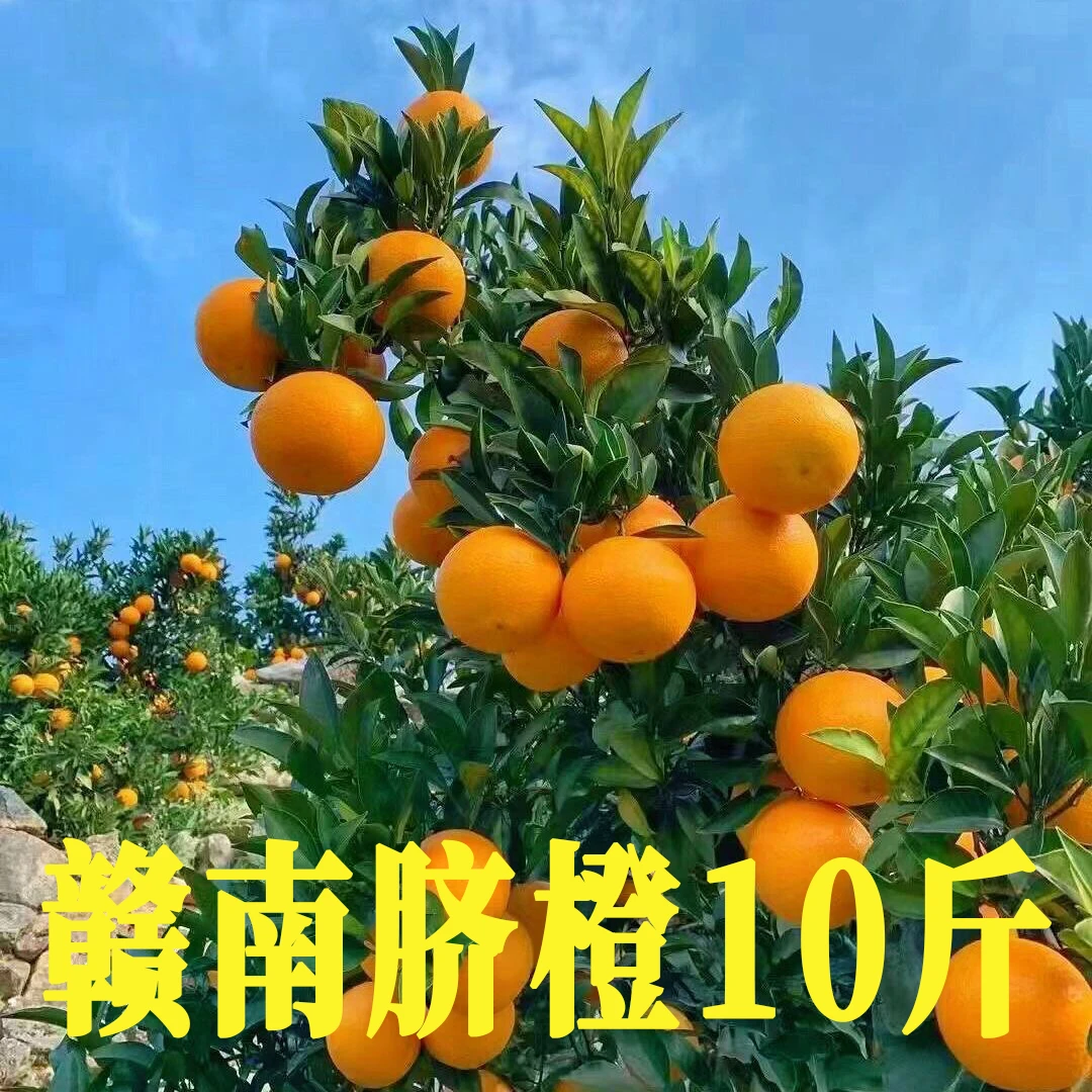 （假一罚十）正宗赣南脐橙新鲜水果新鲜采摘手剥橙10斤（送开果器）A