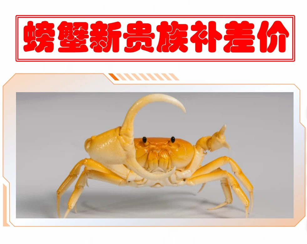 螃蟹淡（海）水观赏蟹适合家居饲养的可爱宠物