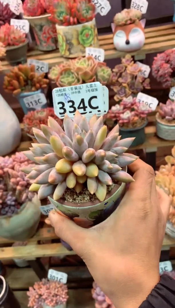 334C（一物一拍，精品多肉，w所见即所得 ）