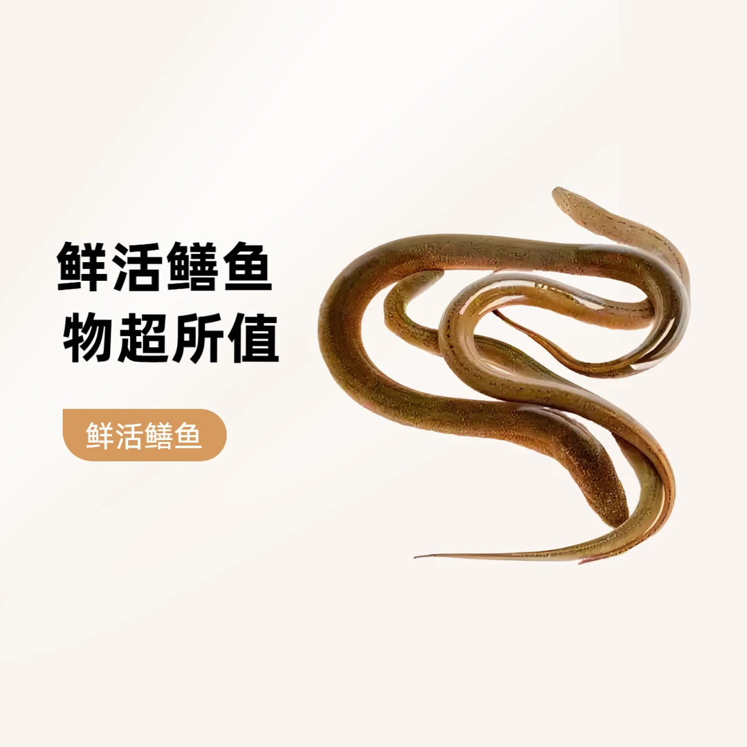 鲜活鳝鱼黄鳝海鲜水产海鲜1公斤（可处理、去骨800g）