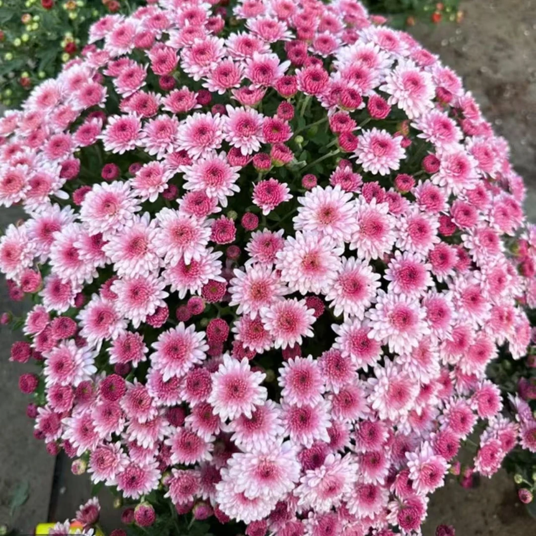 【千头菊】150盆四季开花宿根多年生当年开花带花发货