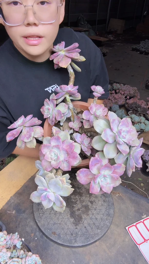 紫乐老桩一物一拍一物一拍