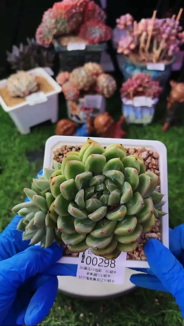 昆明印象多肉00298