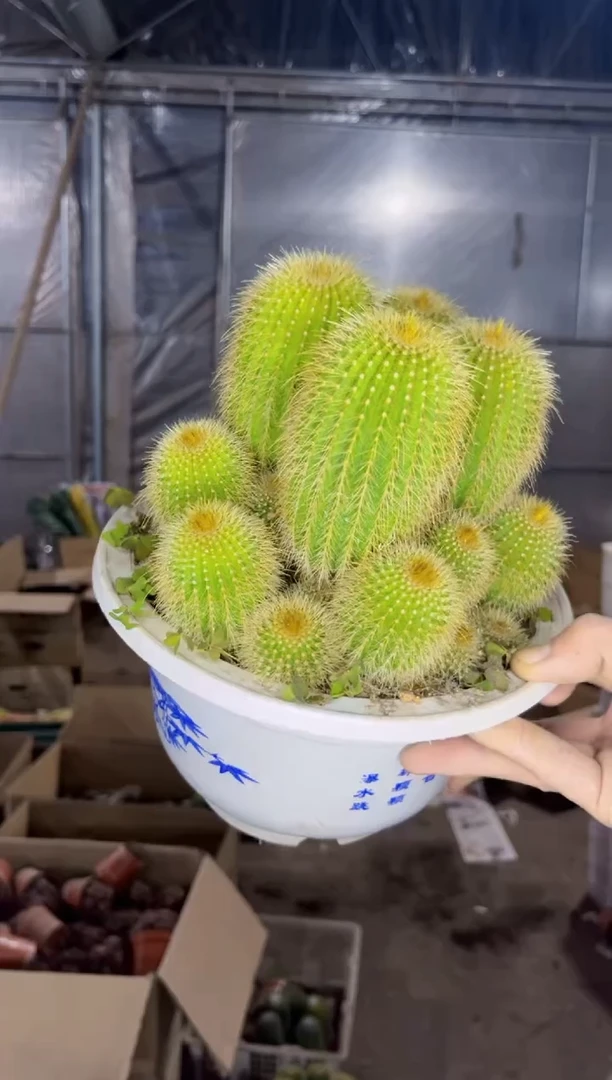 【闪购商品】金冠群