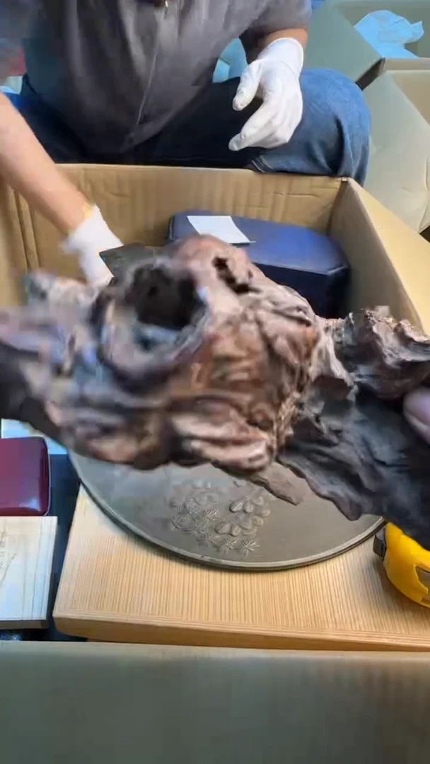 瓷片兔*狼88888888      846