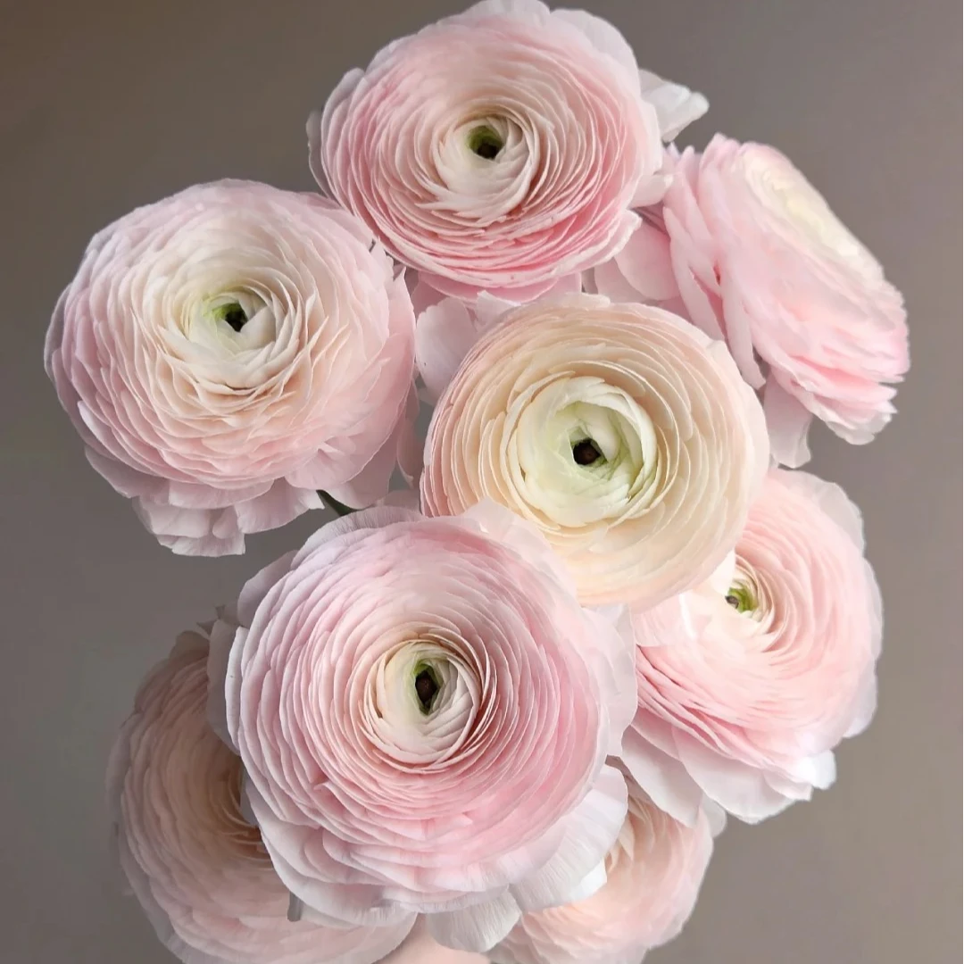 【源头优选】河内洋牡丹-任意2单鲜花包邮 发货后不支持退款