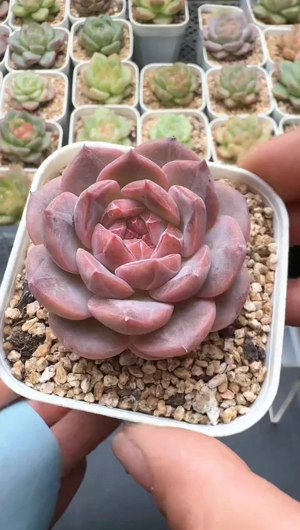 387D云禹多肉植物 带盆土纸巾打包 3颗包邮