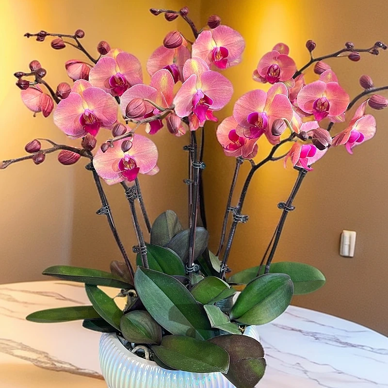 蝴蝶兰【欣欣向荣】盆栽花卉观花植物室内厂家直销批发兰花