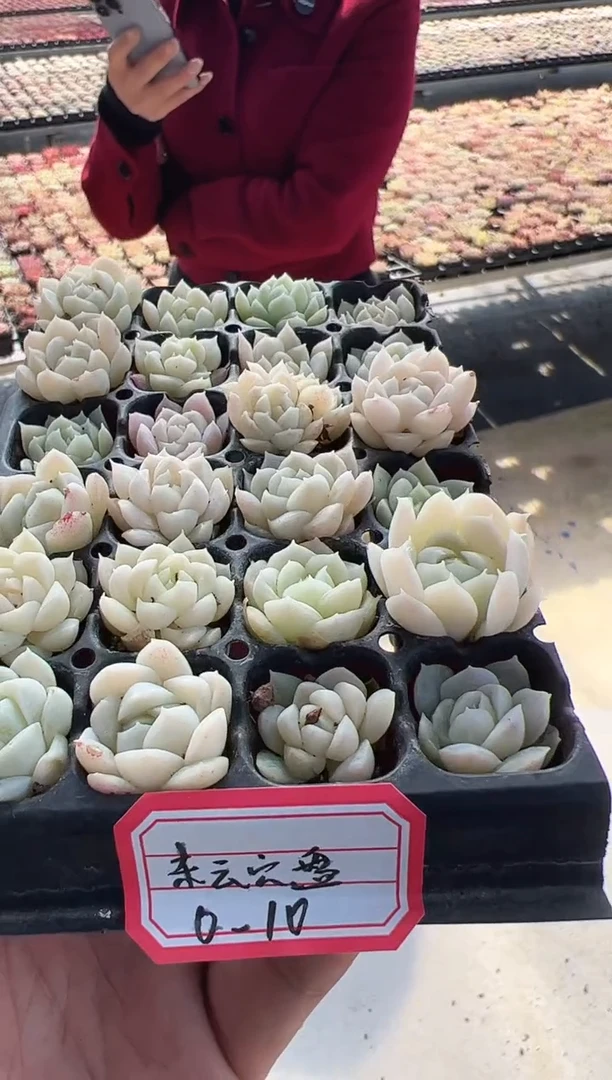 【闪购商品】穴盘-10   24棵1份