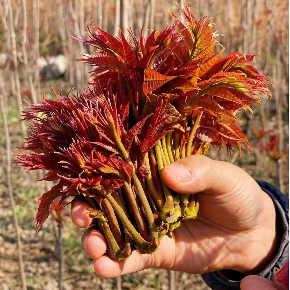 红油香椿树香椿芽苗南方北方矮化盆栽地栽庭院平原丘陵大面种植