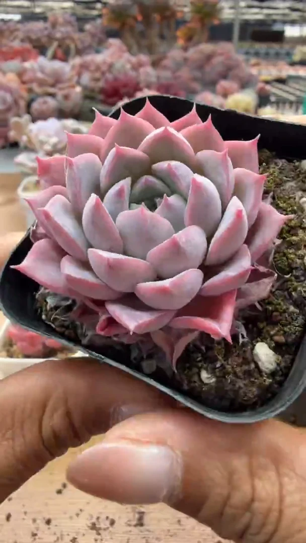 东云多肉园二店-143