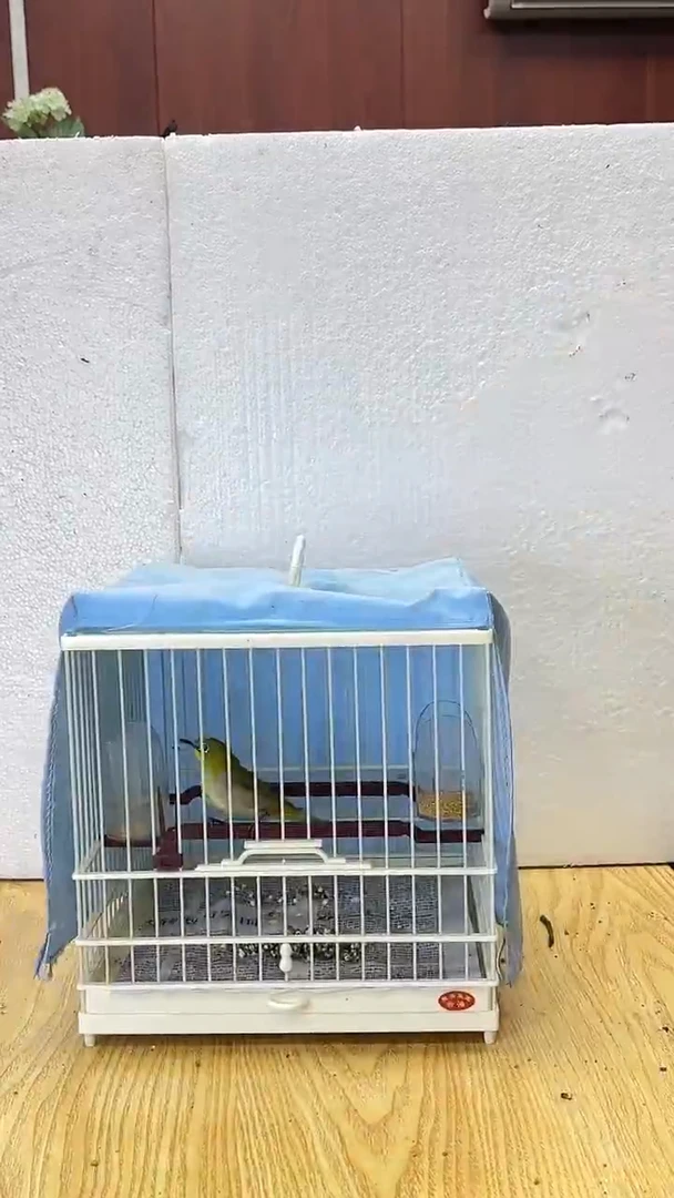 106号秀眼养笼0元起拍