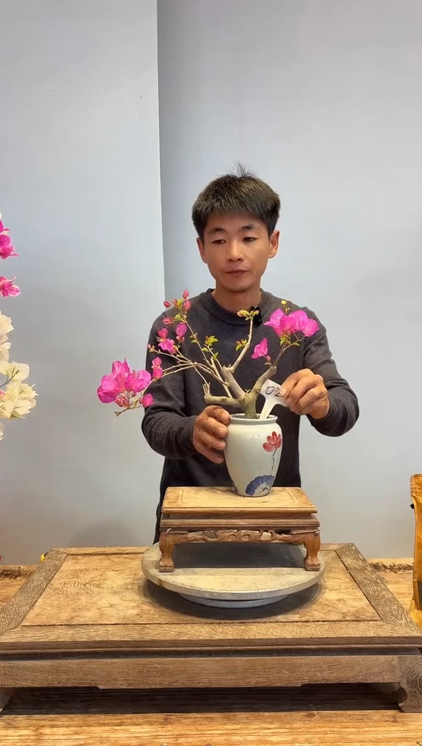 以实际为准三角梅2