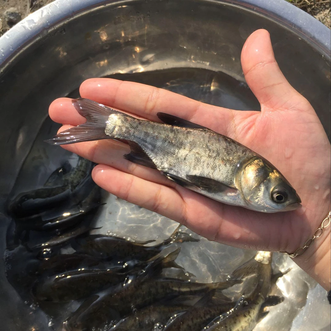 优质花鲢鱼大头鱼鳙鱼淡水鱼冷水鱼观赏鱼