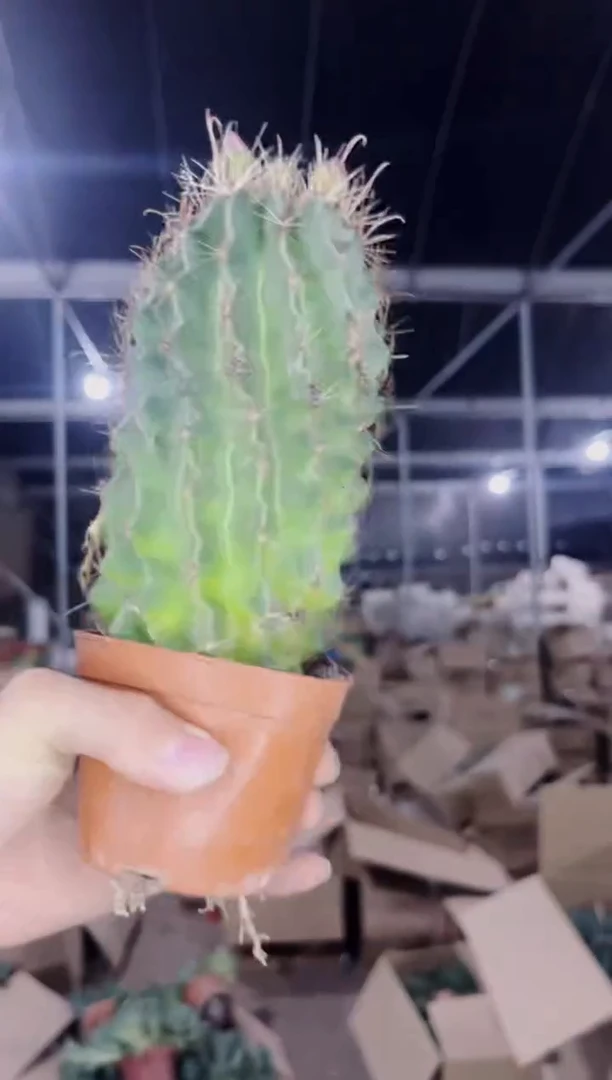 2颗 大号 实生根 龙王