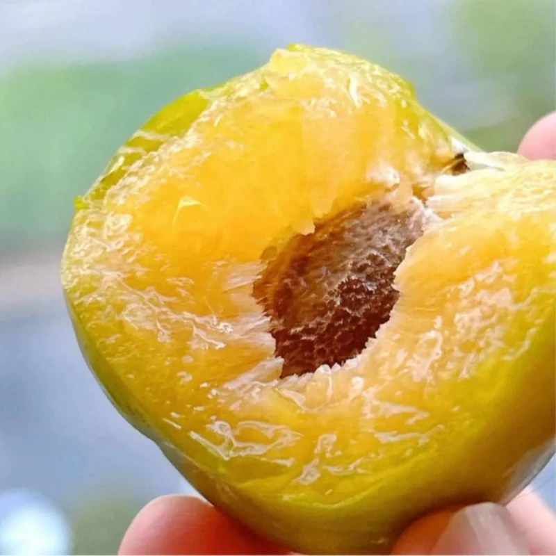 正宗蜂糖李子树苗四川嫁接苗贵州六马蜂糖李子盆栽种植青脆李子苗