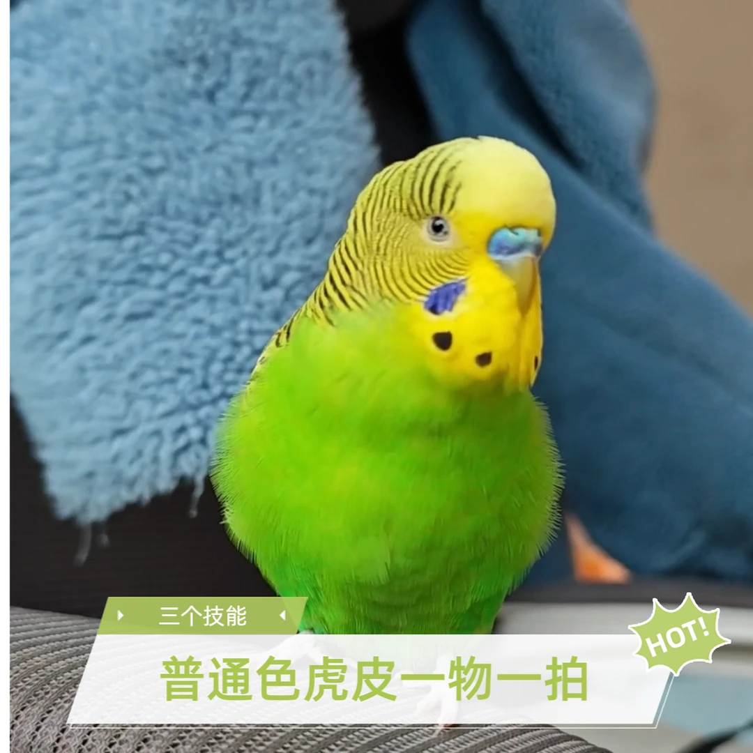 已驯化虎皮鹦鹉活体【小头】【一物一拍】