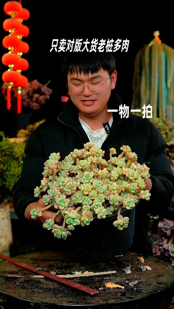 【闪购商品】199号劳尔