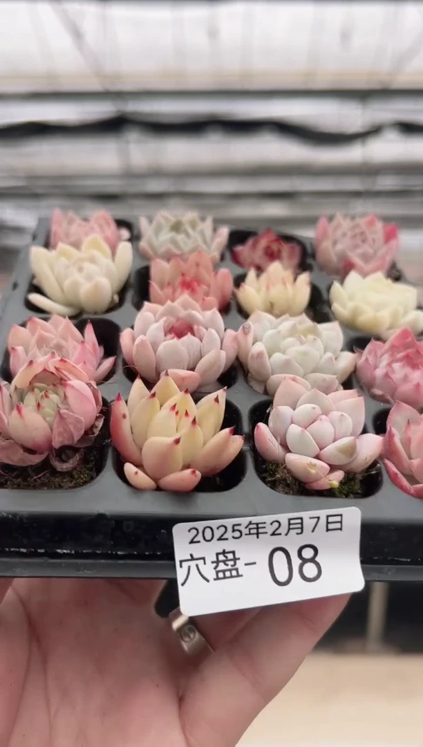 【闪购商品】穴盘-8