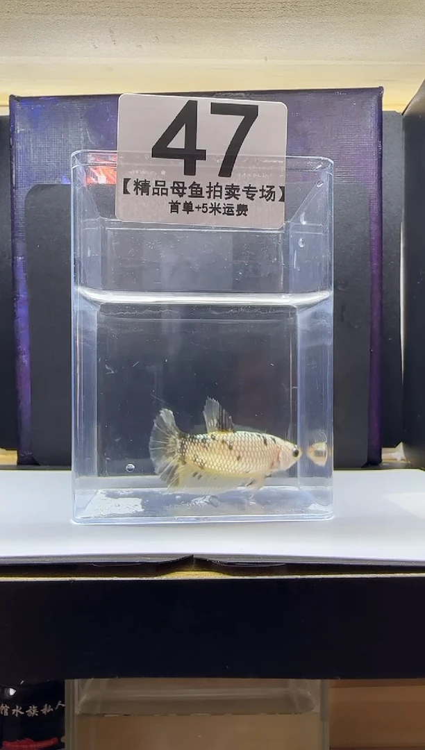 斗鱼母鱼编号：47