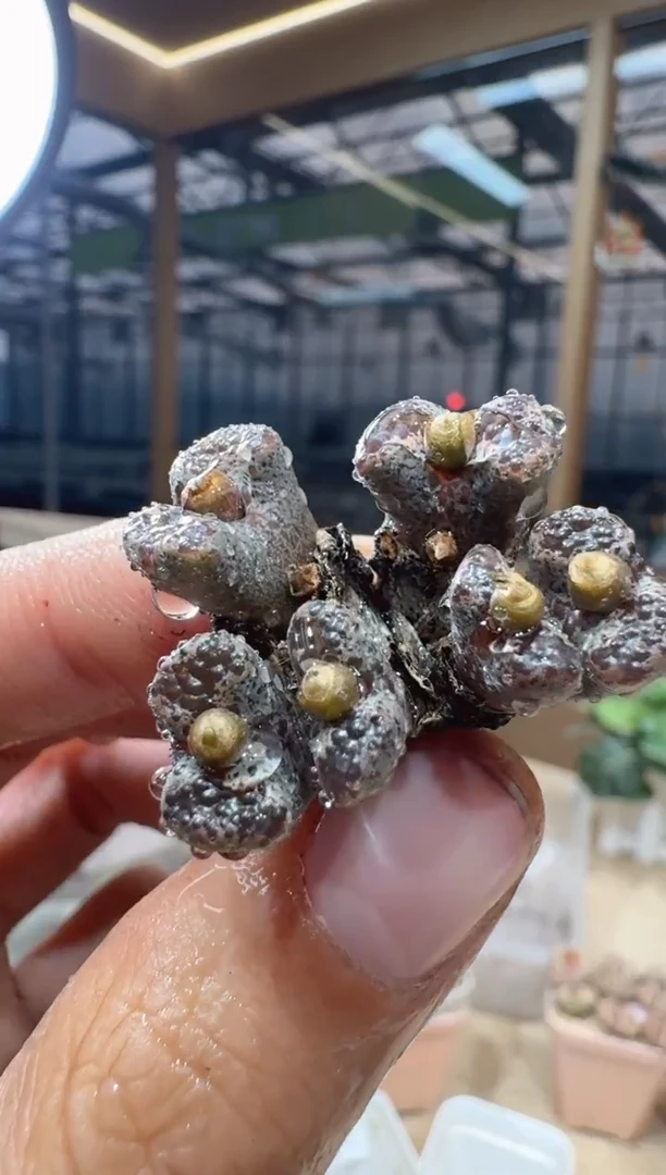 29-344多肉植物肉锥