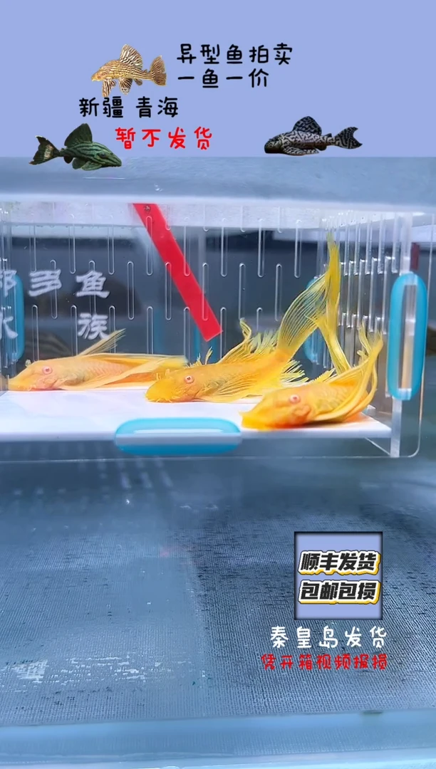 清道夫鱼8+不包入缸损110