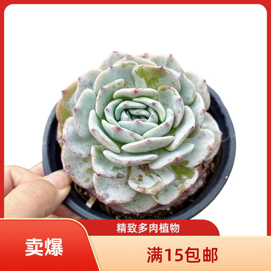 勃朗峰一颗脱土发货(拼满15元包邮)多肉植物阳台露台办公室