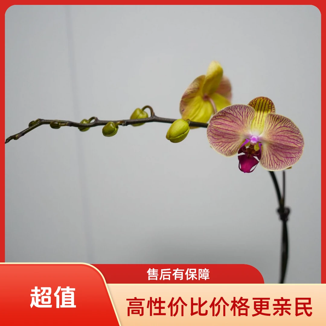 悠花里蝴蝶兰【和弦】3.0寸带花带花苞开花株发货