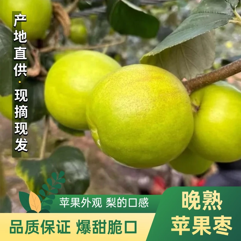 【顺丰快递】福建晚熟苹果枣西双版纳苹果枣青枣新鲜采摘脆甜多汁