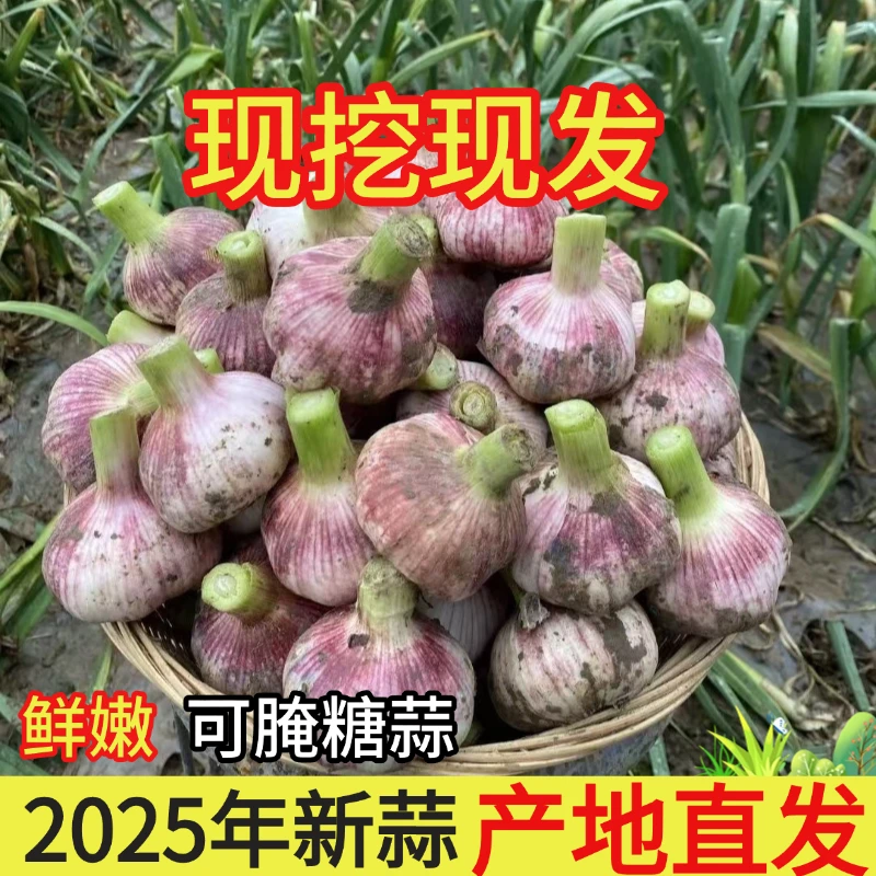 2025年新鲜紫皮蒜农家自种新大蒜现挖现发产地直发净重发货785