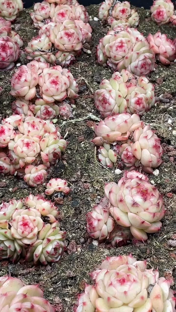 18-48 Y11群3-4厘米不包整散量拍发一颗