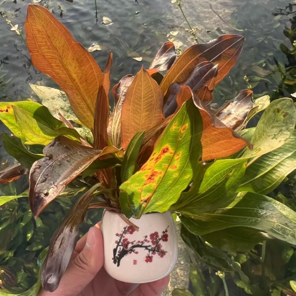 [乌拉圭皇冠]高端陶瓷装稀有皇冠水草中后景阴性淡水鱼缸大叶