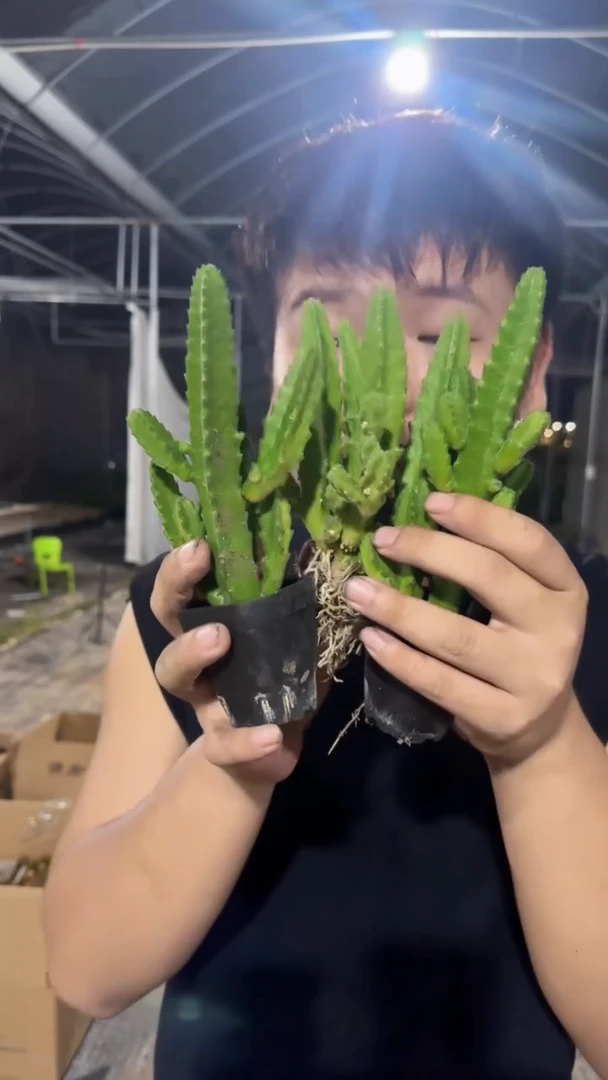 3颗 犀牛角 不指定多头