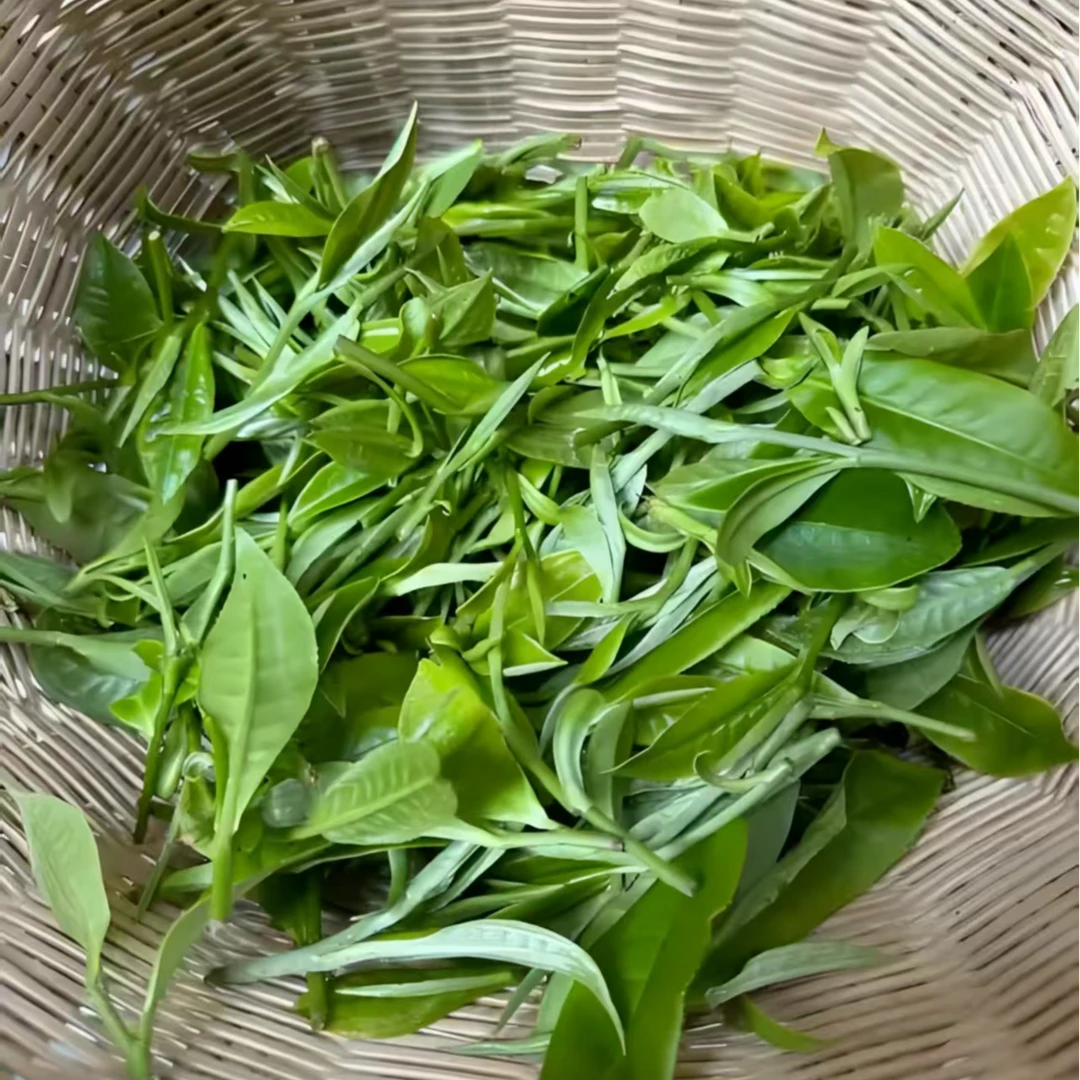 150号2023年包麦地大树生茶散茶《带茶样》Z106