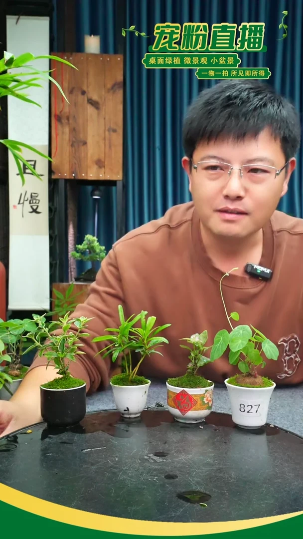 无花朵a****2苔藓微景观827号