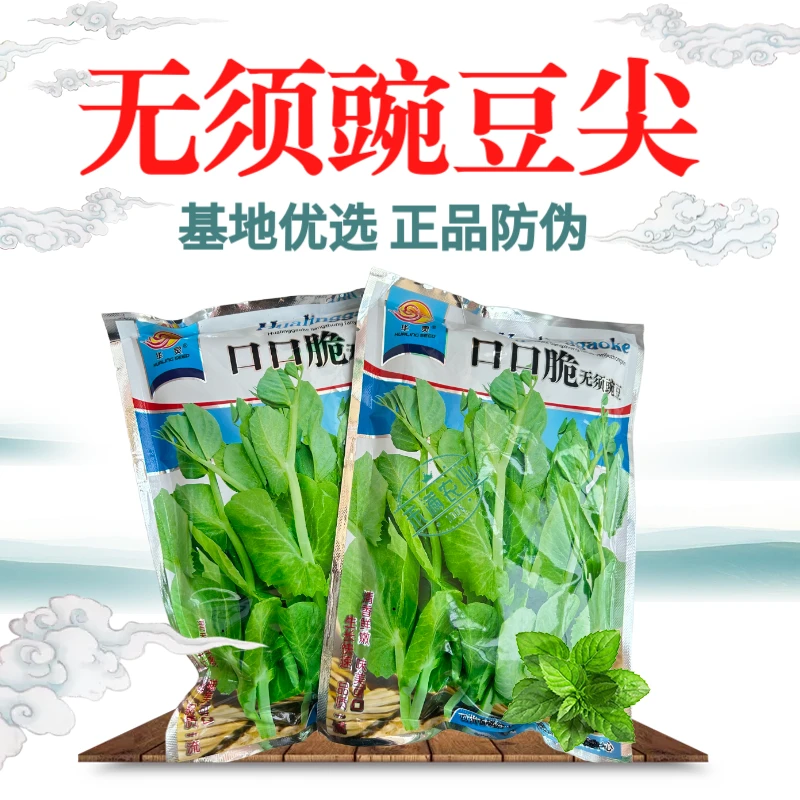 【正宗无须】口口脆无须豌豆种子华灵食用鲜嫩豌豆尖基地优选种籽