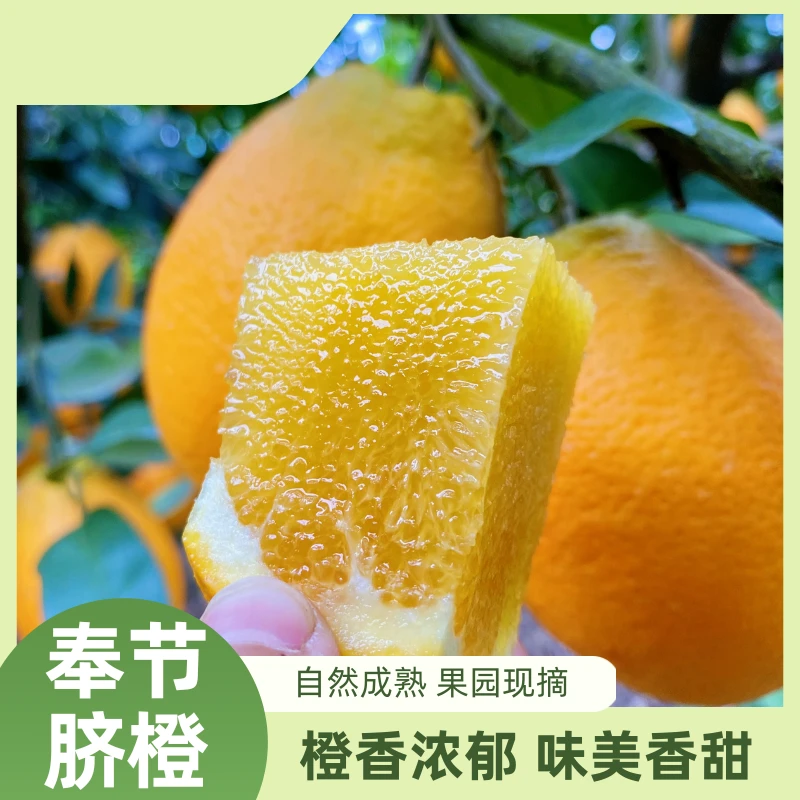 正宗重庆奉节脐橙草堂镇当季新鲜水果果园采摘
