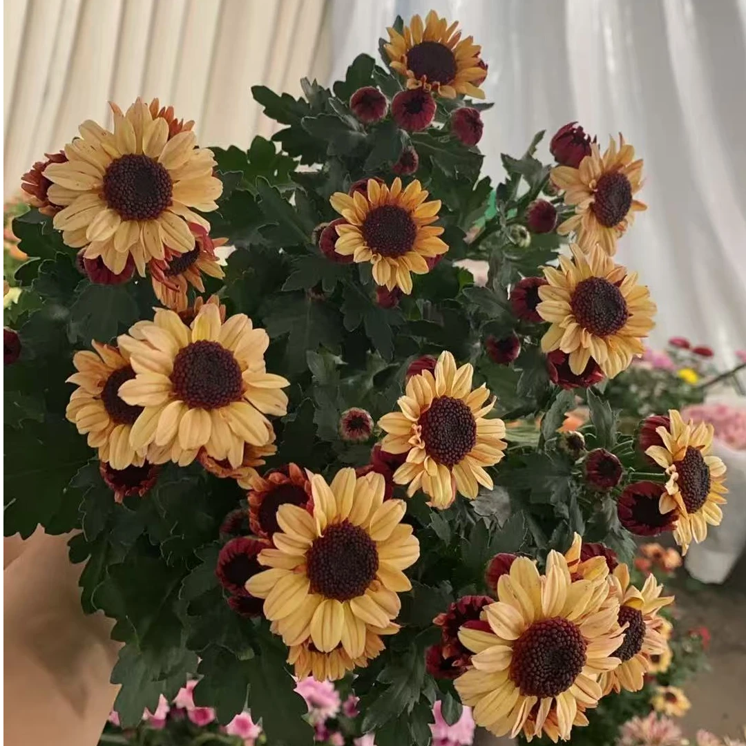 奶油黄草莓熊荷兰菊常年开花绿植盆栽阳台庭院种植直播售花