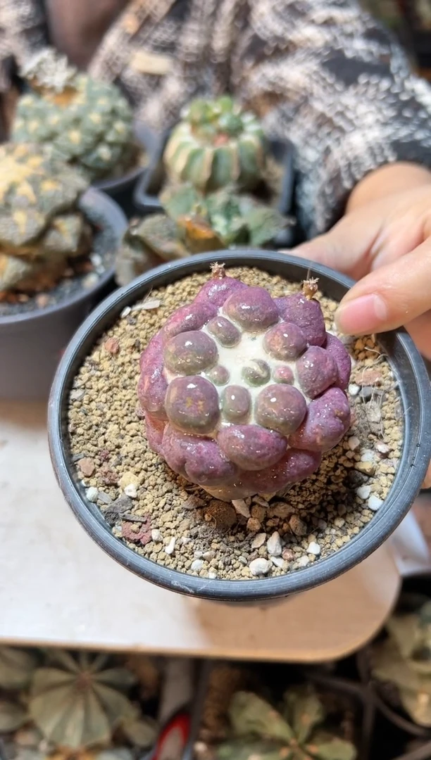 【闪购商品】晚27号自根蜘蛛眼5.2公分