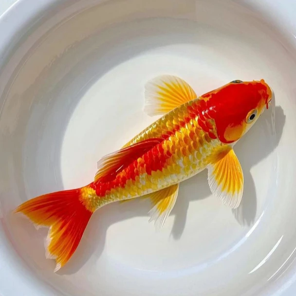 ①鱼场留养级大正红白菲写昭和德系日系各种锦鲤观赏鱼