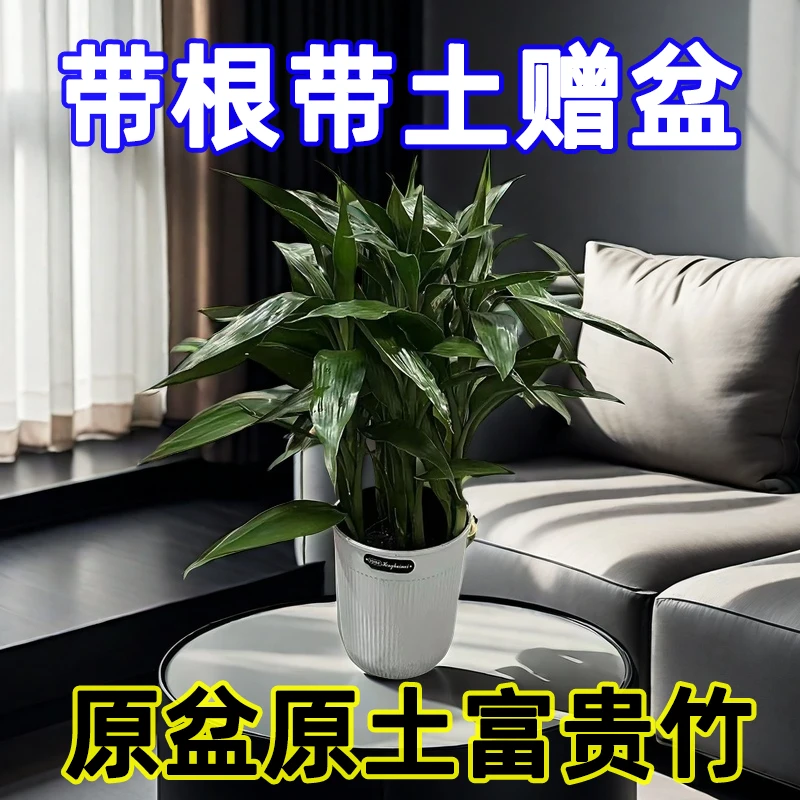 富贵竹带根带土带盆土培好养黄叶盆栽室内客厅办公室净化空气绿植