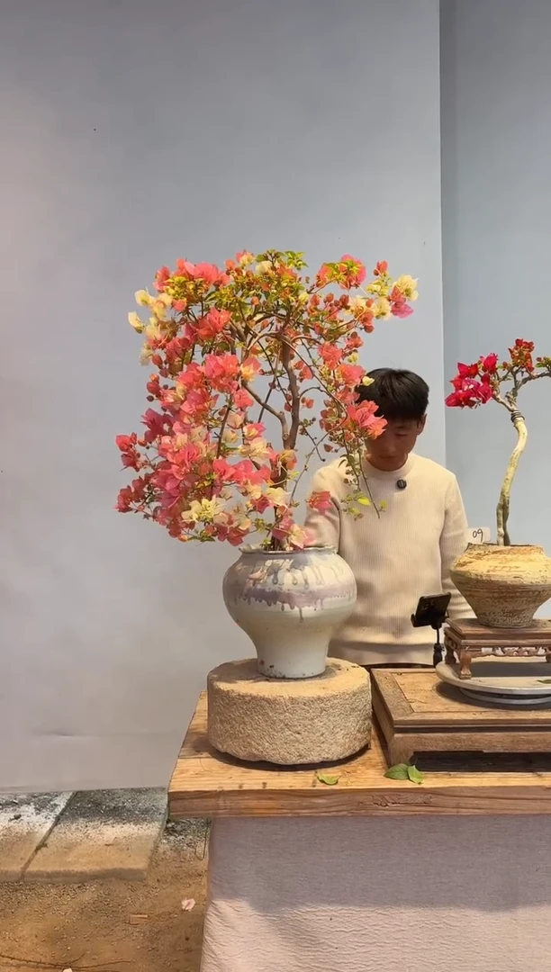 以实际为准三角梅10