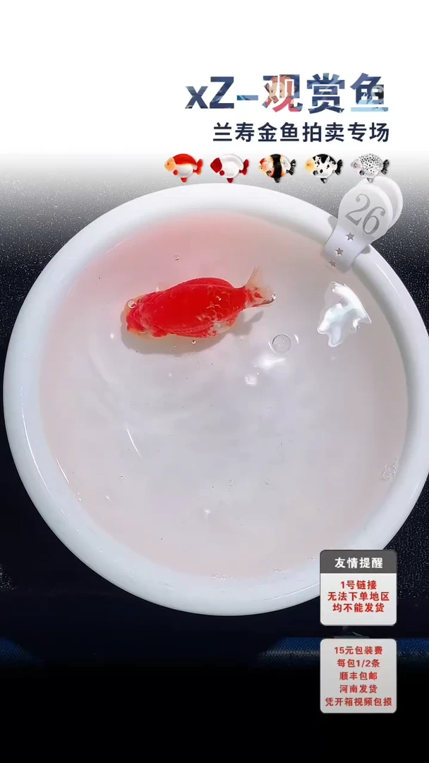 海水鱼包装必拍未拍顺丰到付26号